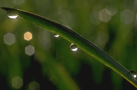 Grass in dew
