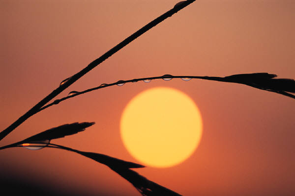 Grass and sun